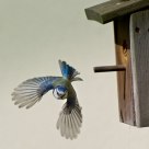 Blue Tit